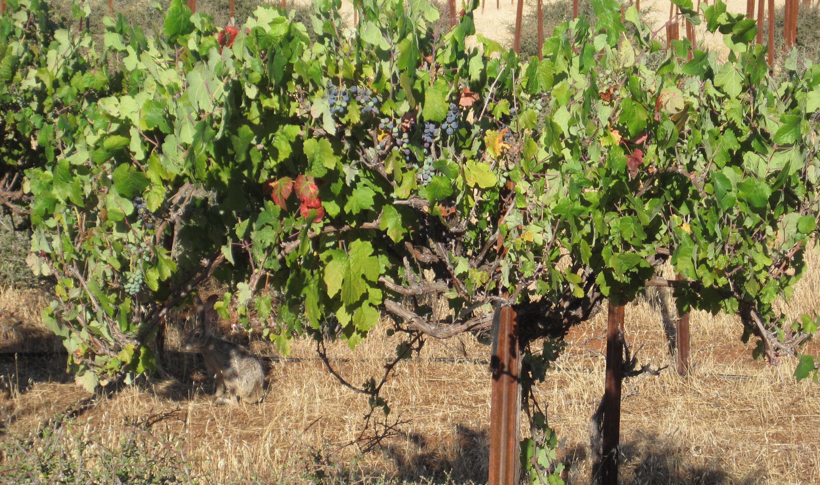 Cabernet Franc Old Vines