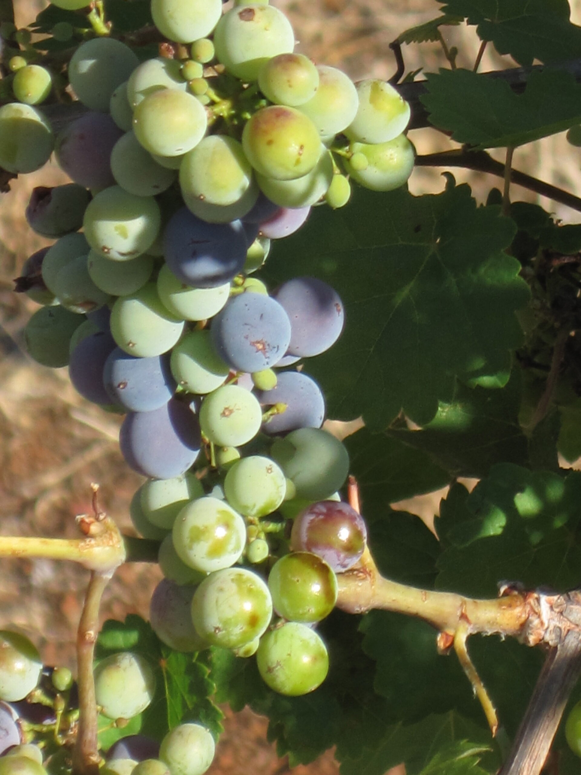 Grape cluster