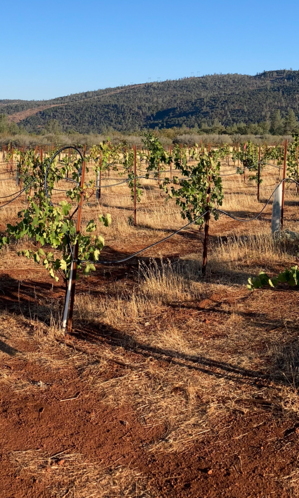 Battle Creek Research Vineyard Triptych 1