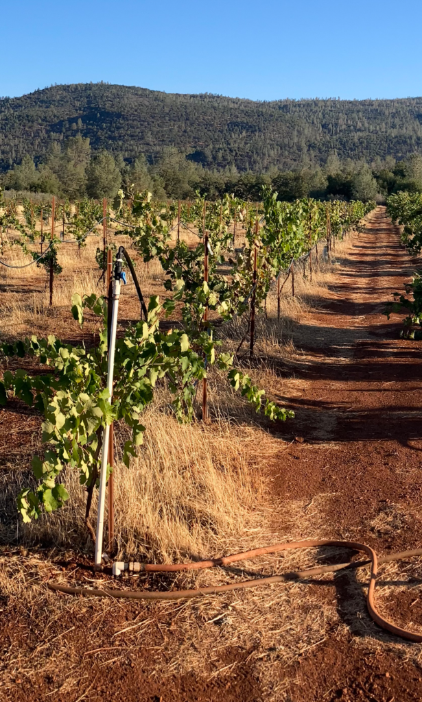 Battle Creek Research Vineyard Triptych 2