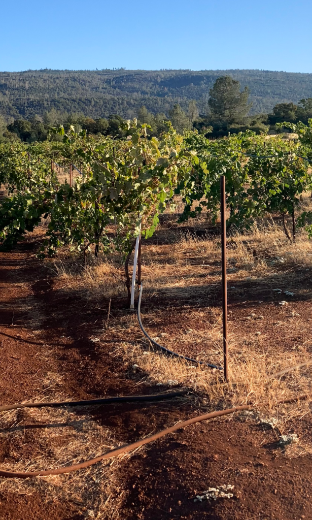 Battle Creek Research Vineyard Triptych 3