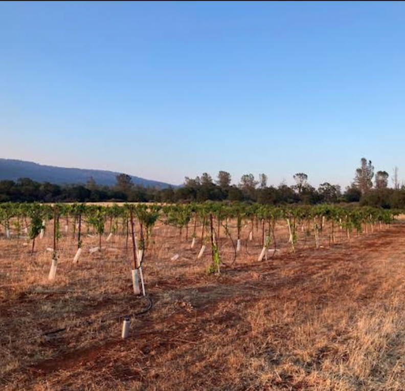 Battle Creek vines in situ