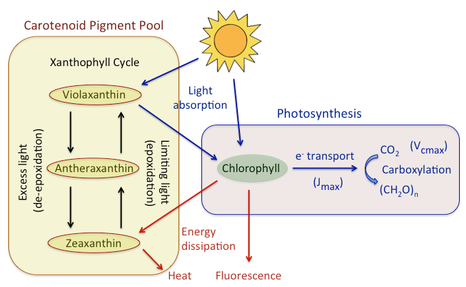 Mechanisms of energy dissipation in the leaf.