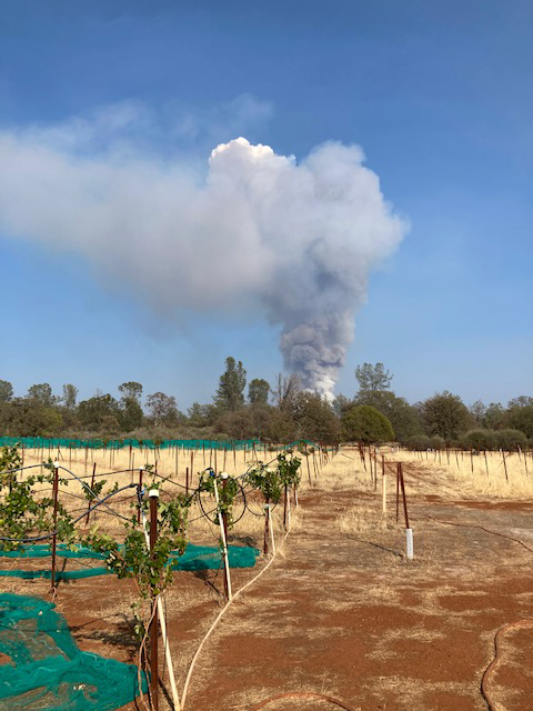 Fire near the vineyard
